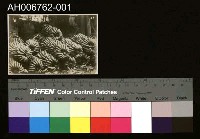 日治臺灣果物香蕉照片藏品圖，第1張